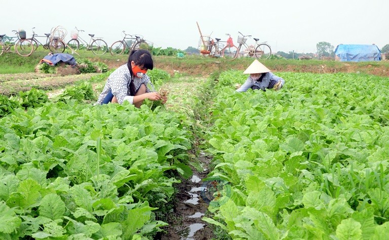 Người khuyến nông phải cùng với người nông dân thiết kế được sản phẩm.