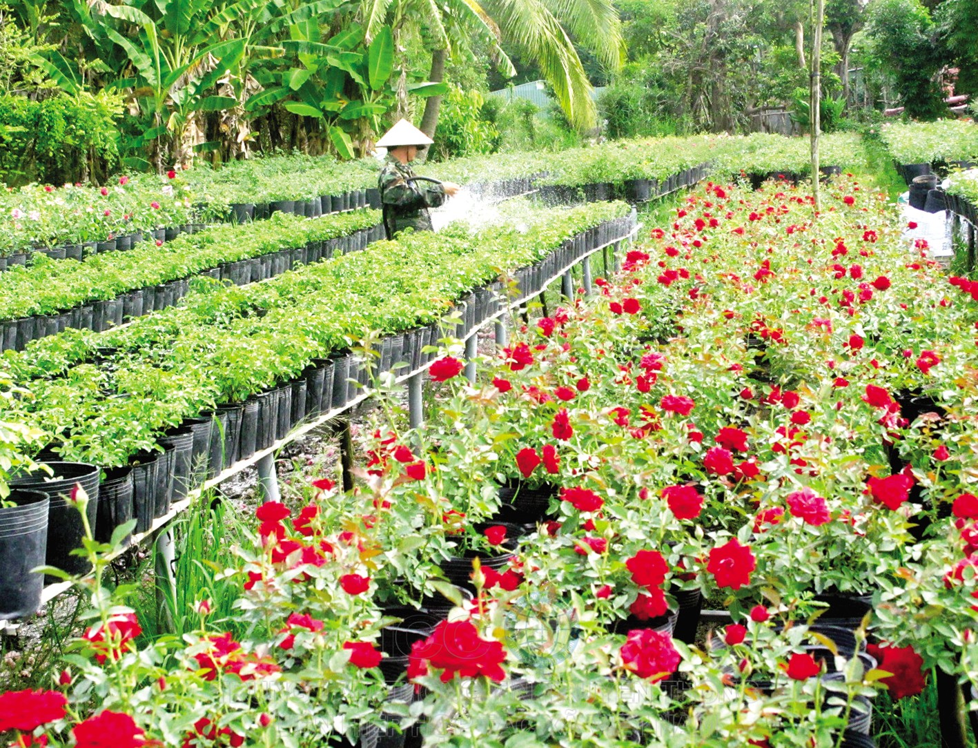 Nông dân trồng hoa ở Làng hoa Sa Đéc chăm sóc hoa phục vụ thị trường Tết.