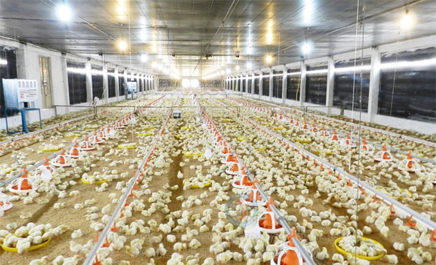 Trang trại nuôi gà xuất khẩu công nghệ cao của HTX Long Thành