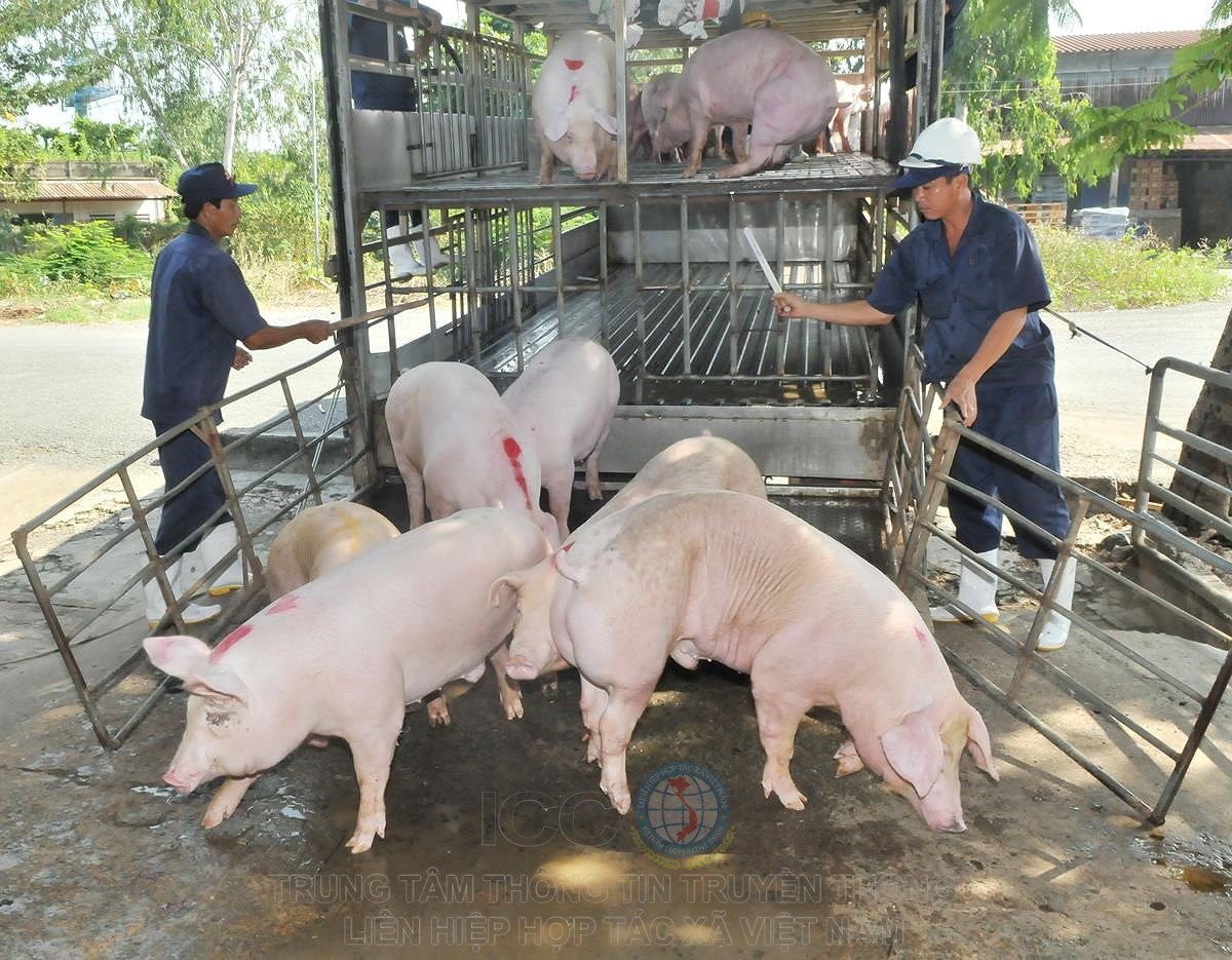 Dịch tả lợn châu Phi  là một trong những nguyên nhân khiến giá thịt lợn tăng cao