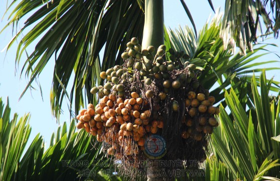 Cau chín cả cây nhưng không bán được phải bỏ khô trên cây..