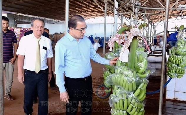 Lô hàng chuối sẽ được chuyển về cảng Việt Nam và từ đó luân chuyển đến các thị trường Trung Quốc...