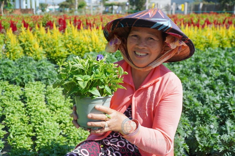Bà Ngô Thị Ánh đang chăm sóc hoa trong vườn, vụ này lãi khoảng 80 triệu đồng.