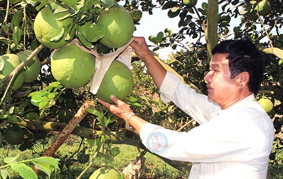 Ông Nguyễn Văn Thuật (ấp Tân Hoa, xã Bàu Hàm) bên vườn bưởi VietGAP.