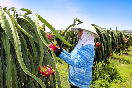 Bà Đặng Thị Hường tại xã Bông Trang (Xuyên Mộc, Bà Rịa-Vũng Tàu) chăm sóc vườn thanh long.