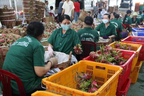Sơ chế đóng gói thanh long xuất khẩu ở Công ty TNHH Chế biến nông sản thực phẩm Cát Tường (Tiền Giang)