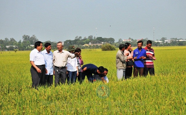 PGS - TS Dương Văn Chín - nguyên Phó Viện Trưởng Viện lúa Đồng bằng sông Cửu Long (người đứng bên trái ngoài cùng) cũng đã trực tiếp đến thăm cánh đồng lúa của anh Dương Xuân Vũ