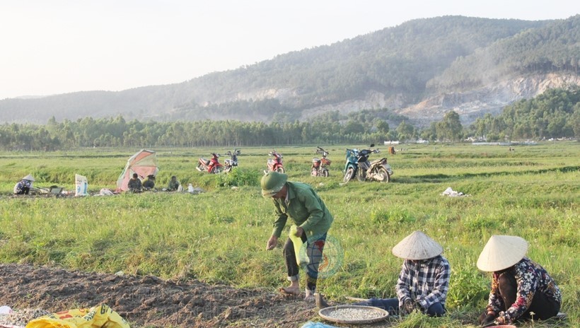 Thời gian này, nhiều vùng trồng hành bước vào cao điểm của vụ thu hoạch.