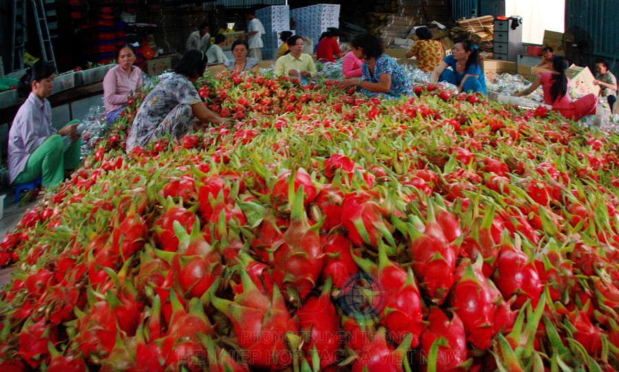 Việc chế biến sản phẩm thanh long chiếm tỷ lệ nhỏ, chủ yếu chuyển sang chế biến tại các địa phương khác có khả năng chế biến sản phẩm cao hơn như Bình Thuận, Long An