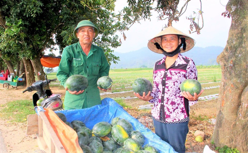 Mùa dưa hấu được mùa, giá tốt tại Nghệ An