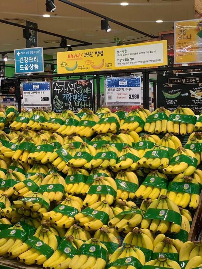 Chuối Việt Nam chính thức được bán trong hệ thống siêu thị Lotte Mart tại Hàn Quốc.