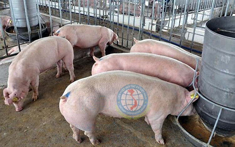 Giá lợn hơi hôm nay 4/11: Đồng loạt giảm nhẹ tại nhiều địa phương trên cả nước
