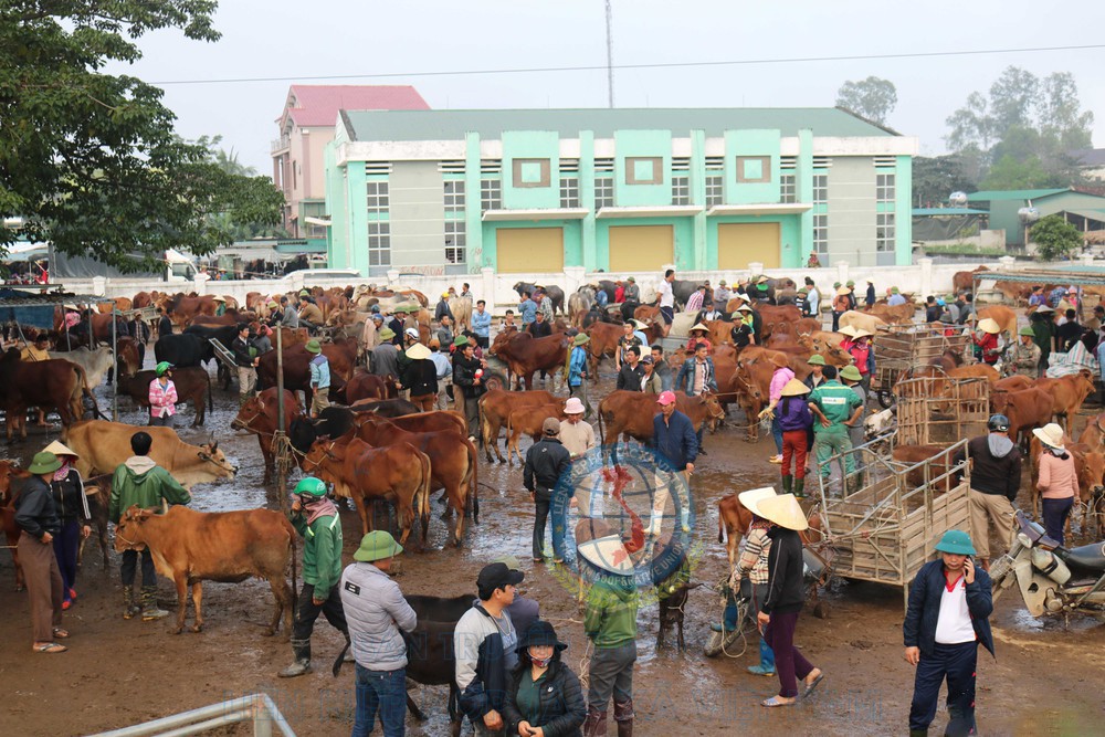 Chợ trâu, bò lớn nhất Việt Nam hối hả vào Tết