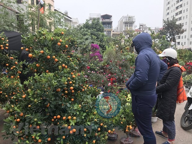 Chợ hoa cây cảnh trên đường Hoàng Hoa Thám trong dịp Tết Nguyên đán. (Ảnh: Đức Duy/Vietnam+)