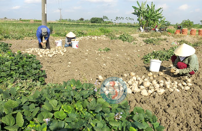 TP Hải Phòng tạo điều kiện thu mua nông sản ở Kim Thành