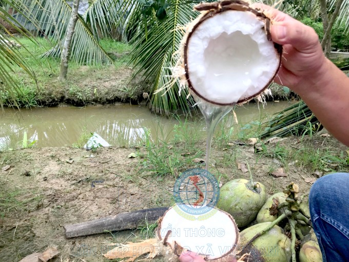 Triệu phú dừa sáp, mô hình kinh tế triệu phú tại Trà Vinh