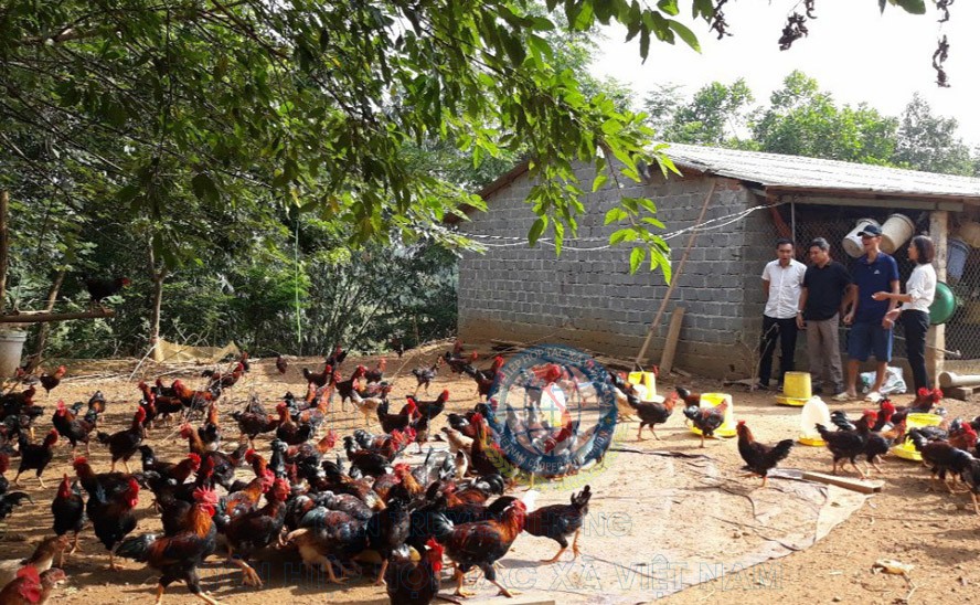 Hà Nội: Hiệu quả cao từ sử dụng thảo dược trong chăn nuôi gà