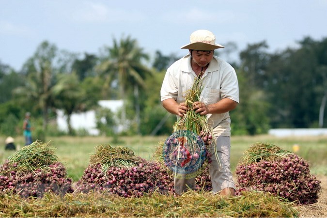 Sóc Trăng: Khẩn trương hỗ trợ tiêu thụ hành tím