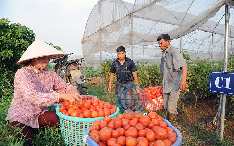 HTX mê làm nông nghiệp 4.0, thích sản xuất theo chuỗi