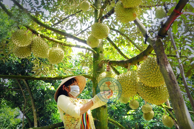 Vườn sầu riêng tại Tân Phú